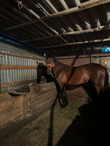 конный завод донской продажа лошадей: Сатам | | Аргын | Көбөйтүү үчүн