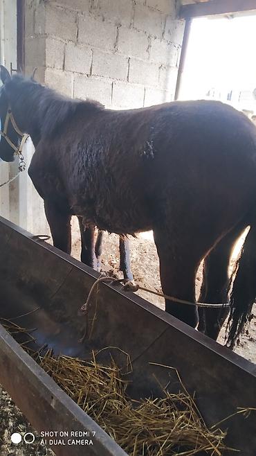 Лошади, кони: Продаю | Жеребец | Рабочий — 6