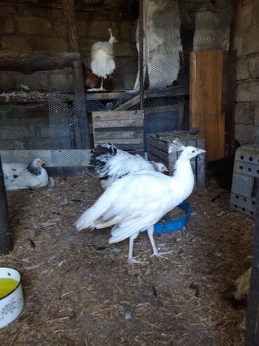 Tovuz quşları: Salam aleykum. Satışda bir cüt ağ tovuzquşu var. 6 ayliqdirlar. cütü — 18