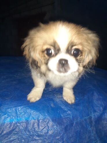 İtlər: Pekines, 2 ay, Dişi, Ödənişli çatdırılma — 6