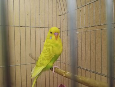 Tutuquşları: Çex tutuquşu balaları satılır 2 aylıqdırlar 3-ü birlikdə 56 manat — 16