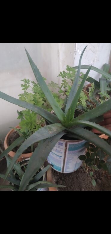 ev bitkiləri: Aloe