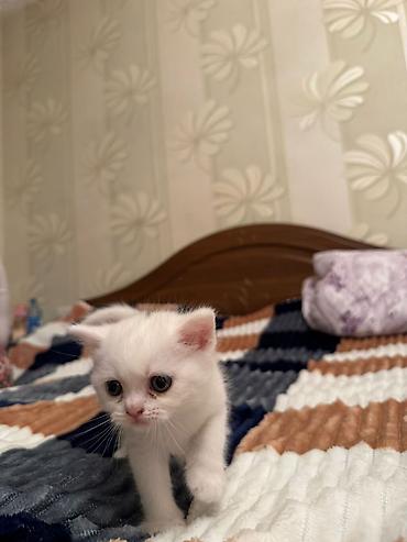 Кошки: Шотландская вислоухая — 5