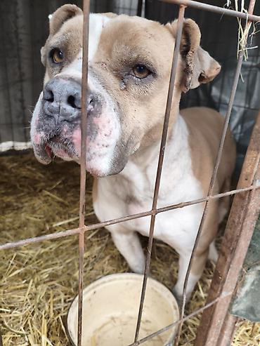 Отдам даром собаку: Собака даром: Бульдог, Более 5 лет, Самец, С прививкой — 14