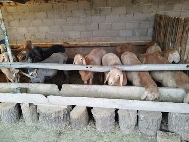 собака той пудель цена: Сатам | Ургаачы кой (ургаачы) | Көбөйтүү үчүн