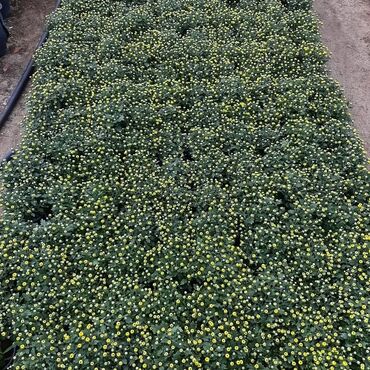 Otaq bitkiləri: Xrizantema payızgüllərinin topdan və pərakəndə satışı. Qiymətlər — 22