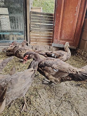 dovşan şəkili: Muscovy sort lal ördəklər – müxtəlif rənglərdə balalar Rəng çeşidləri — 6