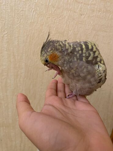 Tutuquşları: Korella,öz papuqaymızdı,bala vaxtdan saxlayırıq 6 aylıqdı, ələ — 8