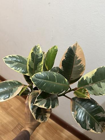 Фикусы: Фикус эластика вариегатный (Ficus elastica ‘Tineke’)
В горшке 3 стебля — 2