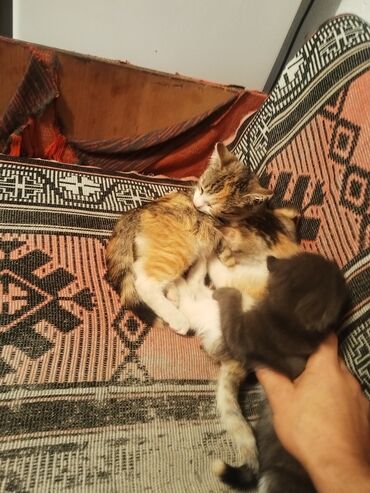 шотландская золотая шиншилла купить: 2 месяца, Девочка