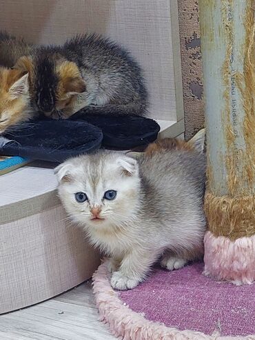 Pişiklər: Şotland, Erkək, Dişi, Yaxşı əllərə, Ünvandan götürmə — 5