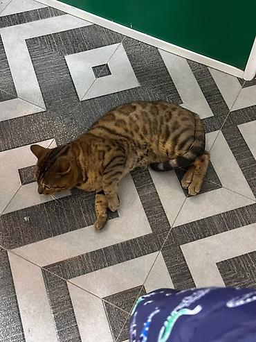 сиамская кошка: ВЯЗКА!!! Бенгальский кот (окрас: розетки/пятна тёплым золотистый) - — 3