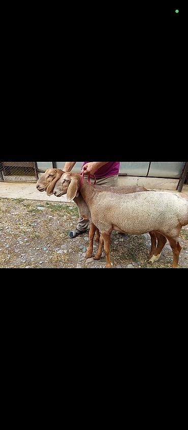 Животные: Продаю | Овца (самка) | Арашан | Для разведения | Ярка — 1