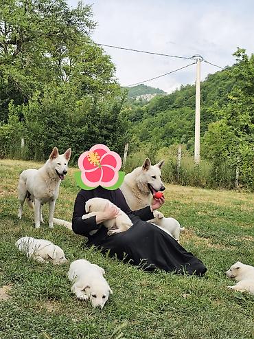 doberman cena: Na prodaju prelepi čistokrvni štenci Belog švajcarskog ovčara stari — 4