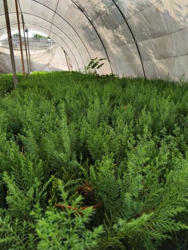 Şitillər: Leylandra tingi - Növ: Thuja/ardıc tipli dekorativ iynəyarpaq — 12