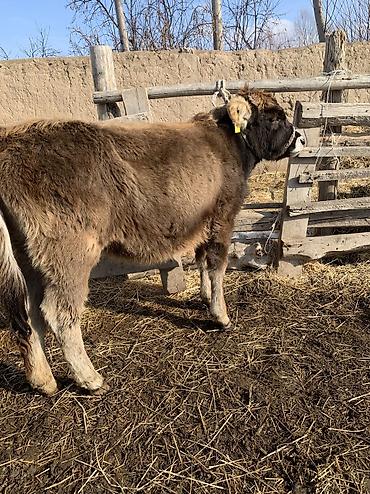 Коровы, быки: Продаю | Тёлка, Музоо, торпок | На откорм, На забой, Для разведения at lalafo.kg — 11 Коровы, быки: Продаю | Тёлка, Музоо, торпок | На откорм, На забой, Для разведения — 11