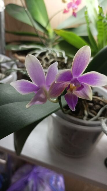 домашнее растение: Орхидеи Лиодоро в домашней посадке, адаптирована. посадка в керамзит