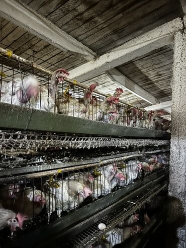 хайленд фолд цена: Продаю кур несушек