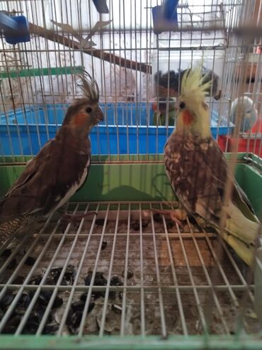 взять бесплатно котёнка: Korella, cütünü 90 manata