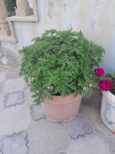 Otaq bitkiləri: Qazonlarınızı və bağlarınızı bəzəmək üçün uygundur. Gözəl görünüşü ilə -da lalafo.az — 9 Otaq bitkiləri: Qazonlarınızı və bağlarınızı bəzəmək üçün uygundur. Gözəl görünüşü ilə — 9