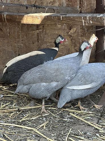 Птицы: 10 голов — 10