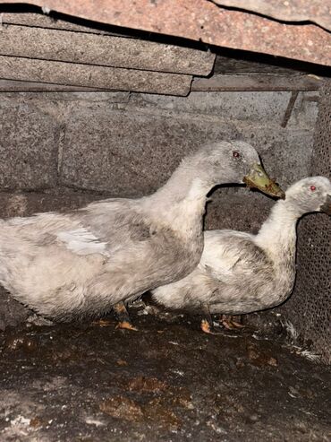 объявления о пропаже животных: Срочная продажа