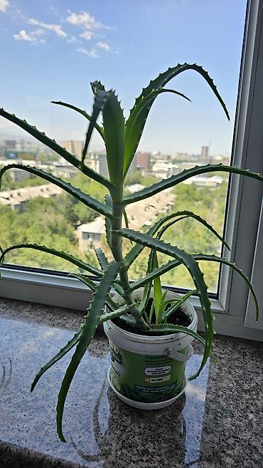 Алоэ: Целебный хороший алоэ 3 года! с детками Неприхотлив в уходе. Яркий — 7