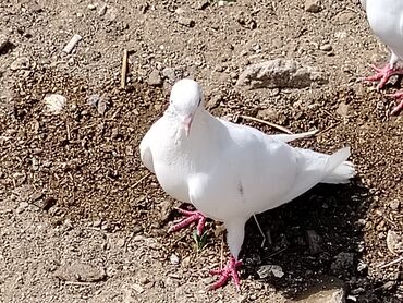 Şebeke quyruq erkeydir masdagadadir 8manat