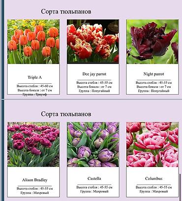 Цветы и букеты: ТЮЛЬПАНЫ ОПТОМ БИШКЕК — 4