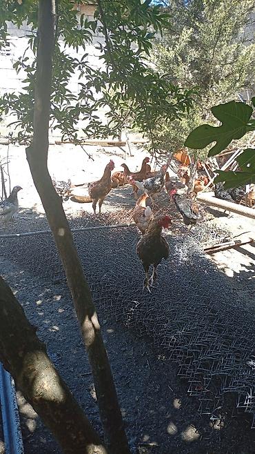 hovsanda cuce satisi: Toyuq, Ətlik, Ünvandan götürmə — 5