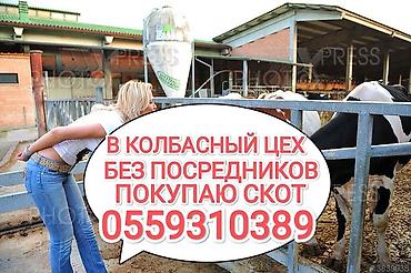 живой корм: Закупка сельскохозяйственного скота для колбасного цеха - Прямой — 1