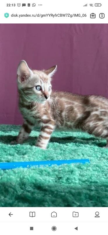 Продажа кошек: Бенгальская, 1 месяц, Мальчик, Белый, С документами, С прививками, Приучена к лотку — 8