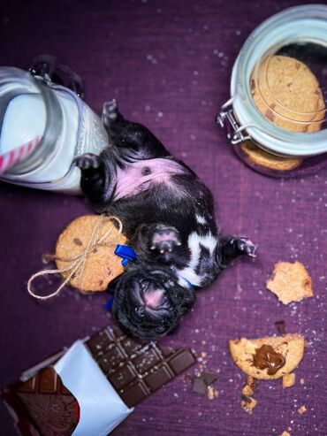 Psi: Predstavljamo VRHUNSKO leglo FRANCUSKOG BULDOGA od 3 prelepa dečaka i — 5