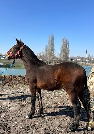Лошади, кони: Продаю | Конь (самец), Жеребенок | Для разведения, Конный спорт at lalafo.kg — 10 Лошади, кони: Продаю | Конь (самец), Жеребенок | Для разведения, Конный спорт — 10