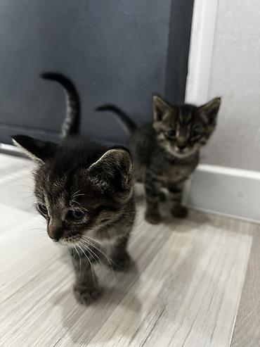 кошки британцы цена: Котёнок тигрового окраса. продаются обои один мальчик вторая девочка — 5