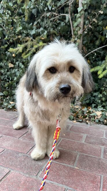 Отдам даром собаку: Собака даром: Дворняжка, 2 года, Самец, С прививкой — 5