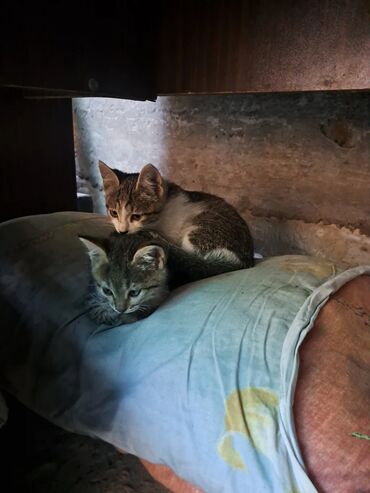 домашняя кошка: Два котёнка - Возраст: примерно 1,5–3 месяца - Окрас: - Котёнок 1
