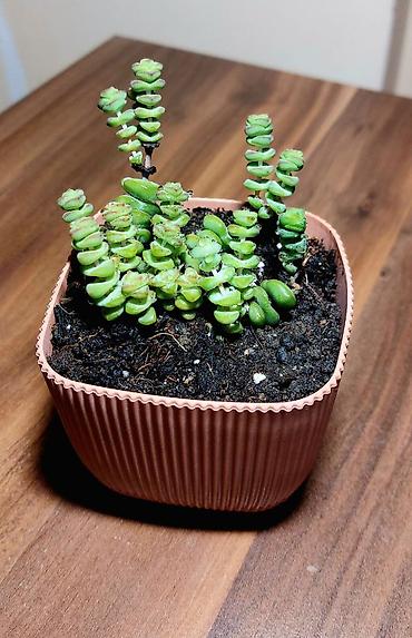 Otaq bitkiləri: Qara plastik qabda olan bu şirəli bitki otağınıza və ya ofisinizə — 6