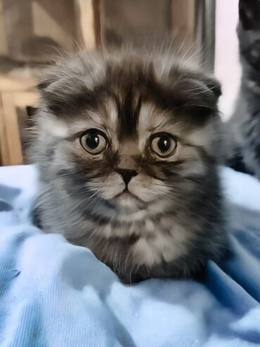 Продажа кошек: Скотиш Фолд (Шотландская вислоухая), 3 месяца, Девочка, Приучена к лотку