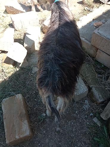 damazlıq heyvanların satışı: Dişi, il: 1, Damazlıq — 1