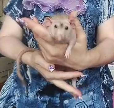 Кемирүүчүлөр: Питомник крыс Rat Haus Love . Предлагает пару молодых крыс . Мальчик — 10