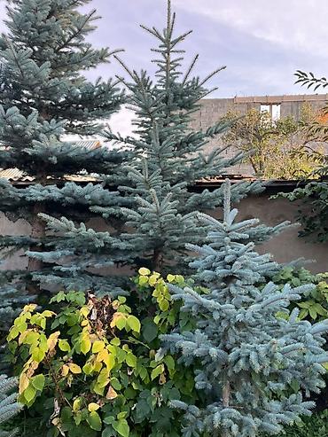 искусственное дерево: Продаётся елки в городе Каракол — 2