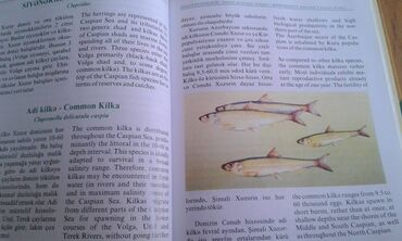 Ensiklopediyalar: Müxtəlif kitablar satılır. Biri 40 manat. "Nərəkimilər - dinozavrların -da lalafo.az — 12 Ensiklopediyalar: Müxtəlif kitablar satılır. Biri 40 manat. "Nərəkimilər - dinozavrların — 12