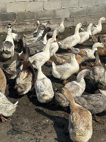 Птицы: Утки 72 головы все крупные — 5