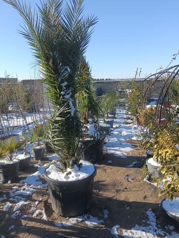 Torf: Aqaclarin satsi torf gubresde satışda var Baqlarin salınması -da lalafo.az — 9 Torf: Aqaclarin satsi torf gubresde satışda var Baqlarin salınması — 9