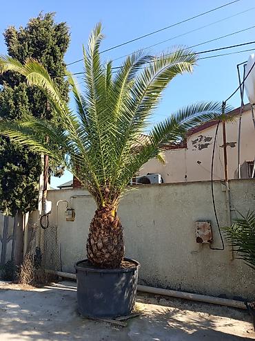sakura agaci: Xurma xurması (Phoenix canariensis) – iri ölçülü, dekorativ palma - — 3