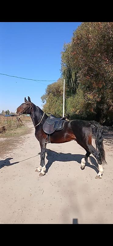 кони: Продаю | Конь (самец), Жеребец | Кара Жорго | Для разведения, Рабочий, Конный спорт | Племенные, Осеменитель — 9