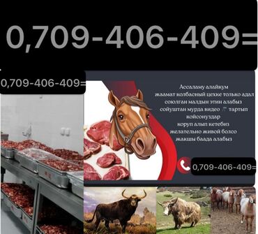 наполнитель для животных: Куплю | Коровы, быки, Лошади, кони, Бараны, овцы | Круглосуточно, На забой, на мясо