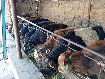 Коровы, быки: Продаю | Бык (самец) | Швицкая, Симментальская | На откорм — 4