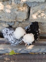 Inəklər, öküzlər: Başlıq: Rahibə 3 aylıq – 2 ədəd, 55 AZN, real alıcı narahat etsin